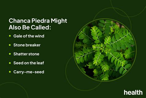 Chanca Piedra: 6 Benefits, Dosage, Side Effects, and More.
